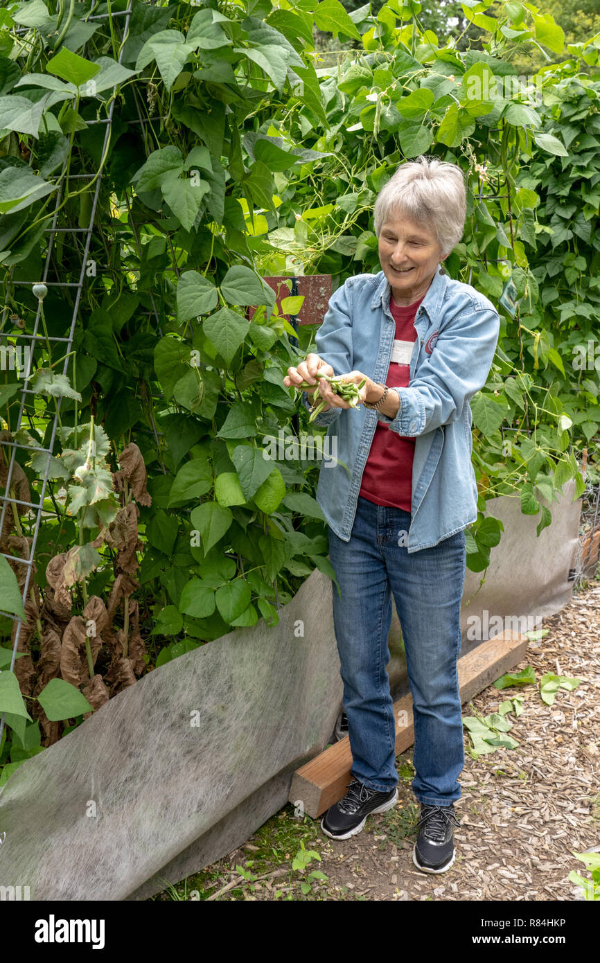 Bellevue, Washington, USA. Woman picking pôle Seychelles les haricots verts qui sont cultivés sur un portique en treillis. (MR) (PR) Banque D'Images