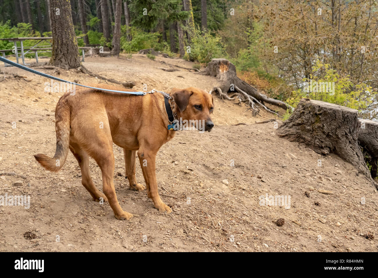 Redfox Labrador 'Mitchell' en laisse le long de la rive du lac Easton, inquiets que deux de ses propriétaires sont en laissant dans un bateau. Banque D'Images