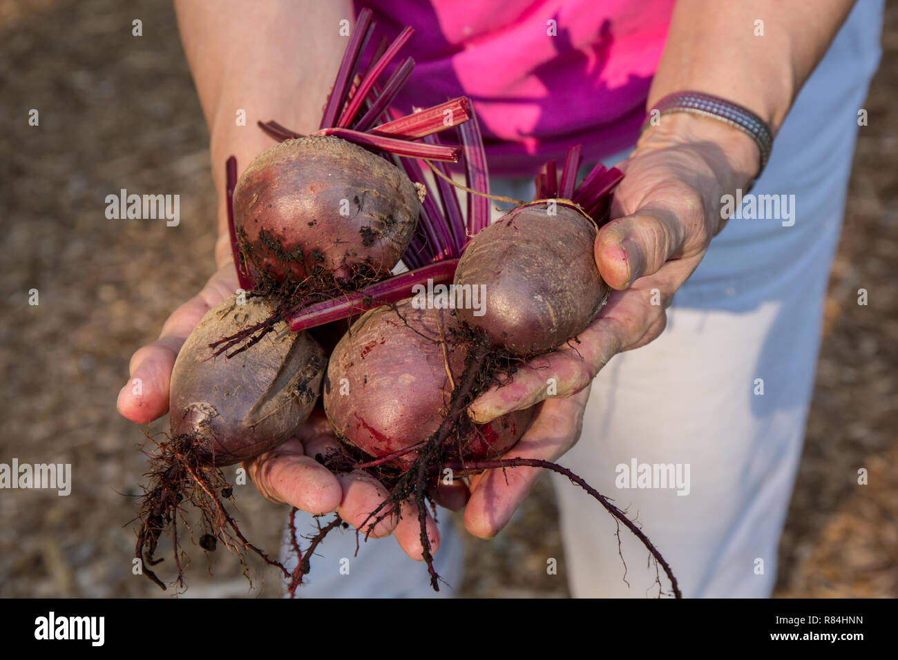 Woman holding freshly harvested les betteraves. (MR) Banque D'Images