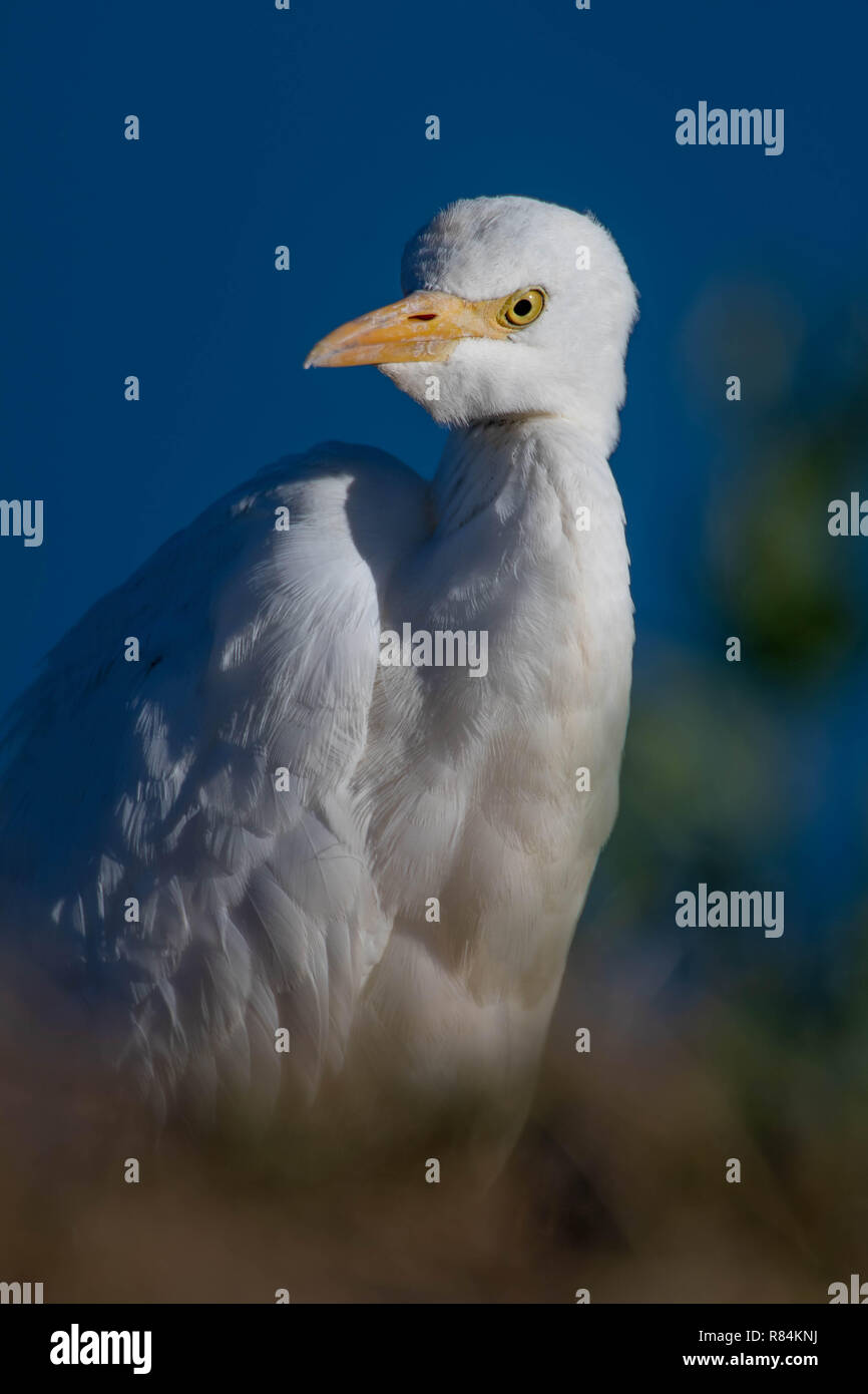 Héron garde-boeuf, Bosque del Apache National Wildlife Refuge, Nouveau Mexique, USA. Banque D'Images