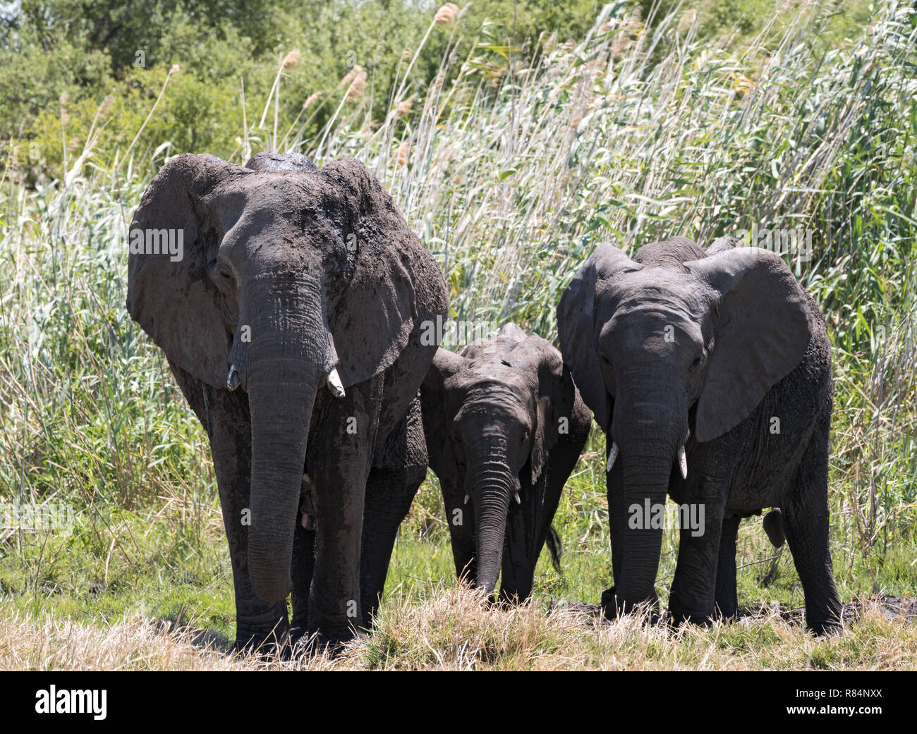 Petit groupe d'éléphants dans l'Okavango delta, Botswana à sec Banque D'Images