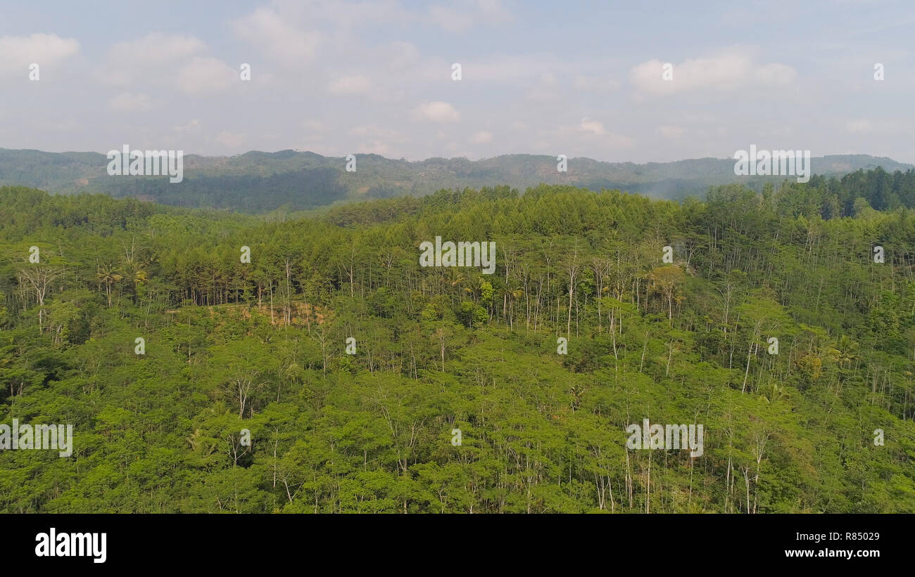 La forêt tropicale en Indonésie. Vue aérienne rainforest avec de grands arbres verts, la végétation luxuriante sur les pentes des montagnes. Banque D'Images