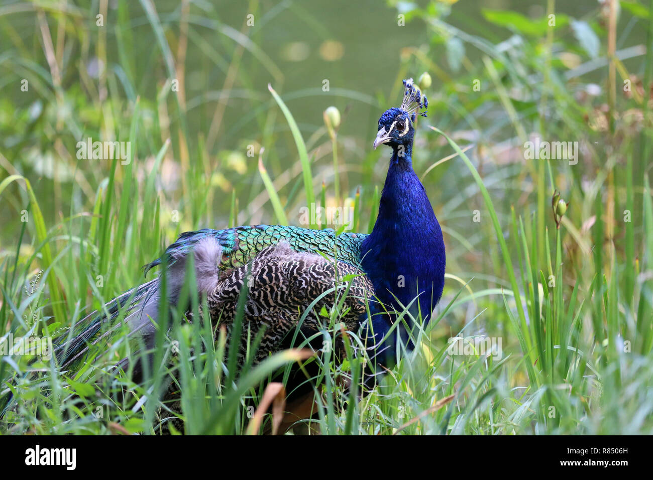 Peacock, un des plus beaux grands oiseaux Banque D'Images