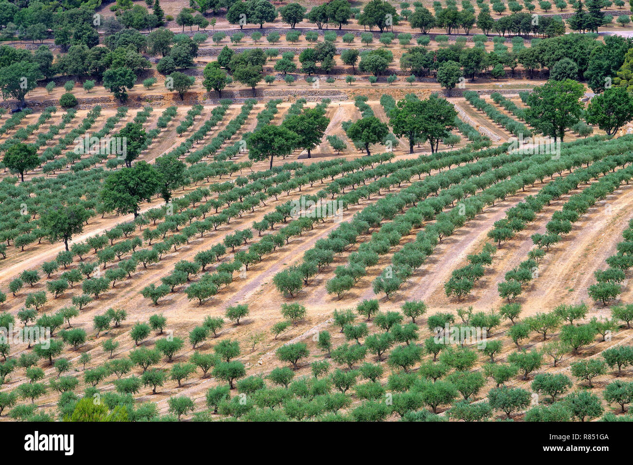 Aups (sud-est de la France) : la culture de l'olivier au 'ChÃ¢teau de Taurenneâ€ Banque D'Images