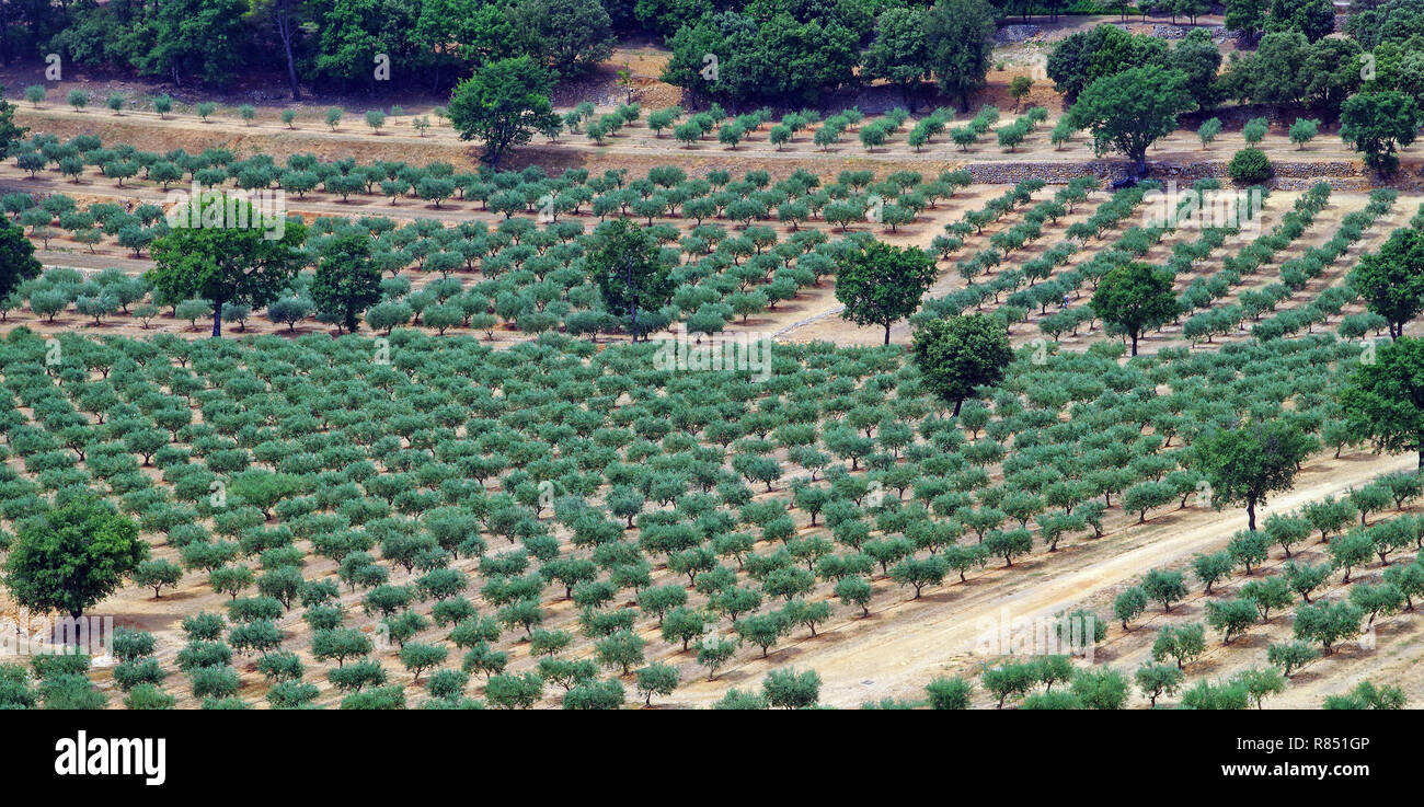 Aups (sud-est de la France) : la culture de l'olivier au '‰TaurenneÓ Ch teau de propriété *** *** légende locale Banque D'Images