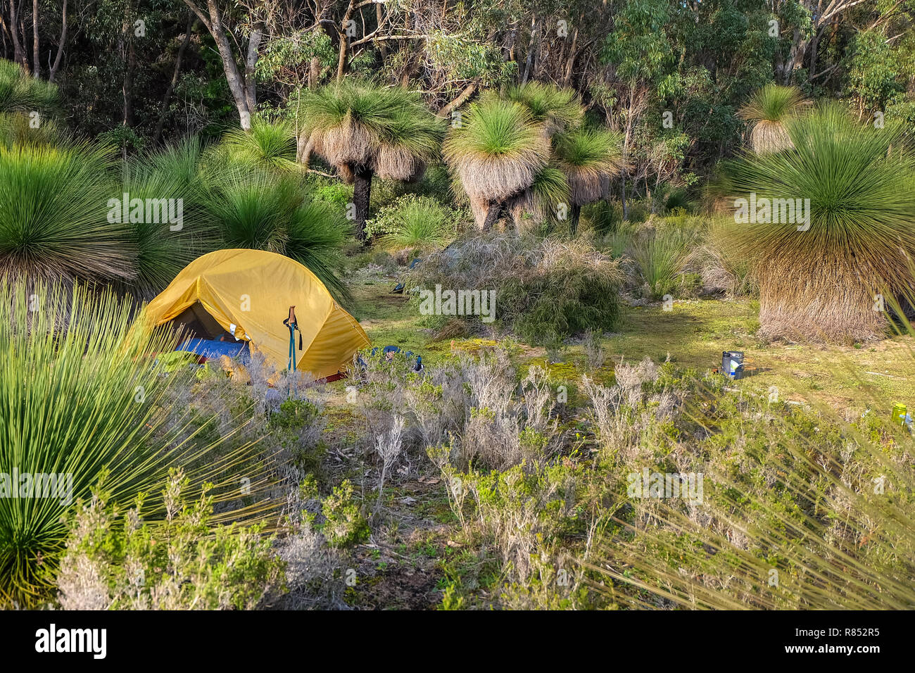 Tente camping dans une magnifique clairière de Xanthorrea arbres herbe, l'ouest de l'Australie Banque D'Images