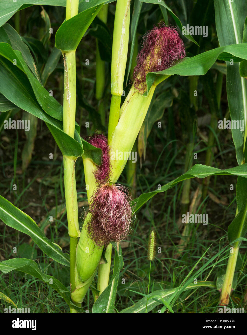 Le maïs (Zea mays).des épis de maïs ou de blé d'Inde.beaucoup de maïs est cultivé autour de mon village en ce moment.Plus, c'est à la consommation animale. Banque D'Images