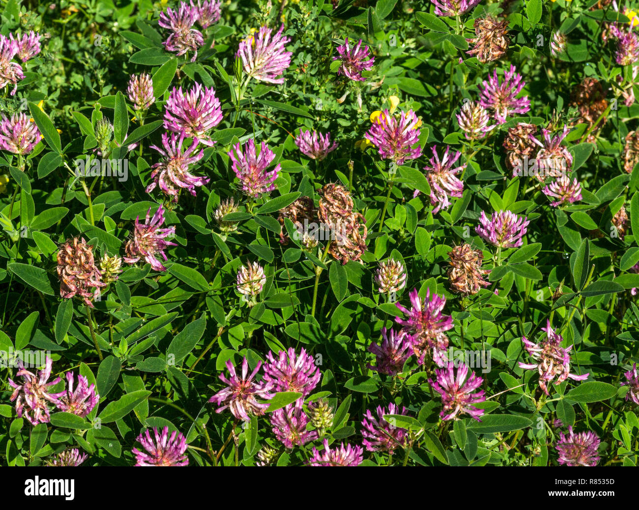 Trèfle rouge (Trifolium pratense) cultivé comme une culture agricole.Sud-Ouest de la France. Banque D'Images