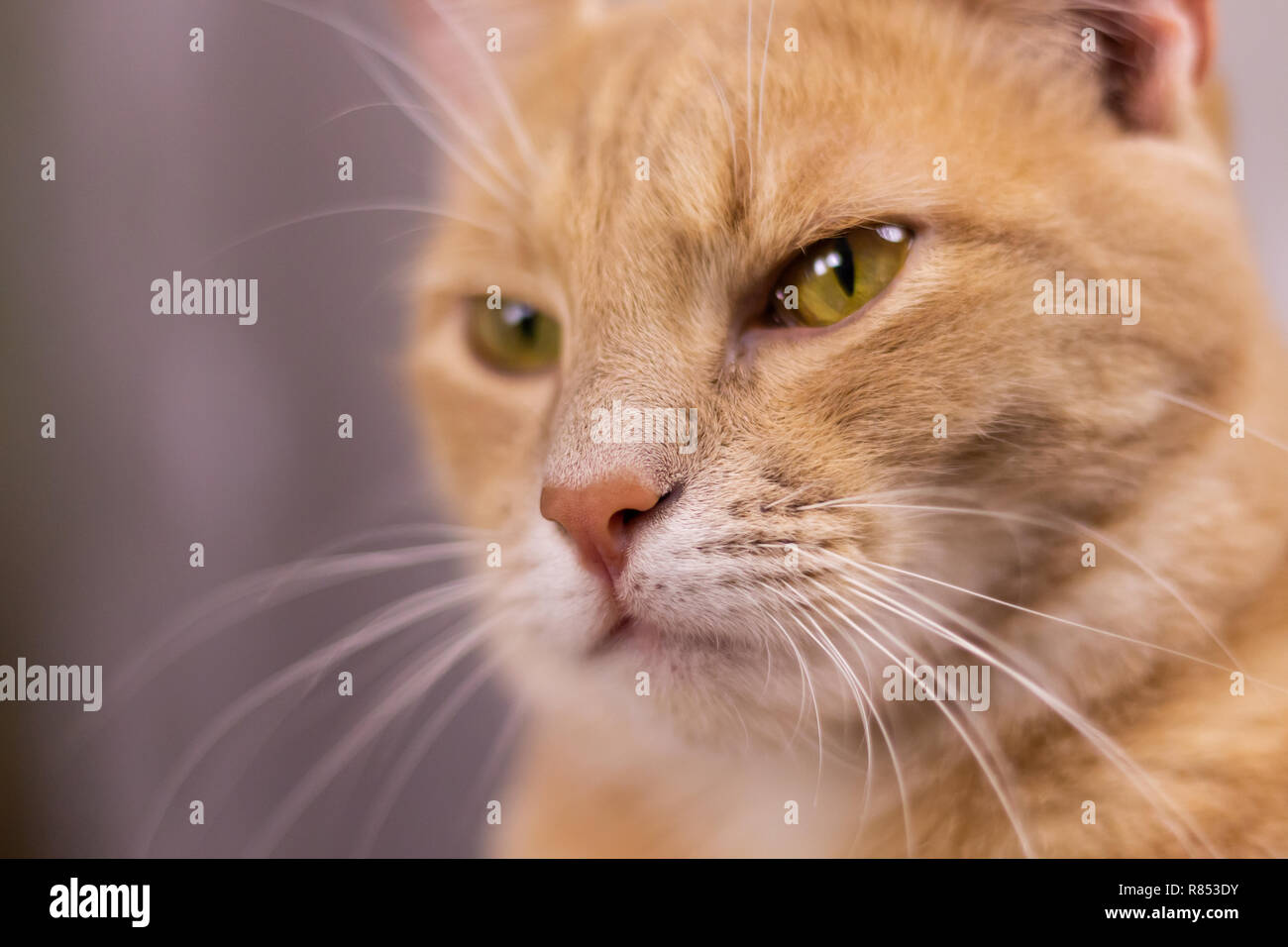 Face à l'orange chat de fourrure crème. L'expression du visage du chat avec sentiment sérieux. Banque D'Images