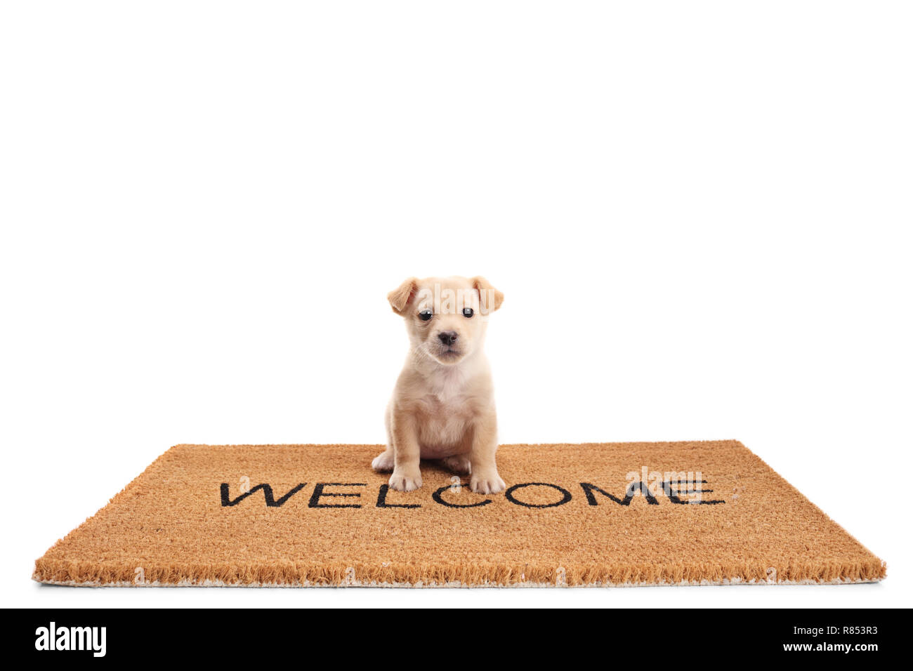 Petit Chiot Chien assis sur un tapis de porte avec texte écrit bienvenue isolé sur fond blanc Banque D'Images