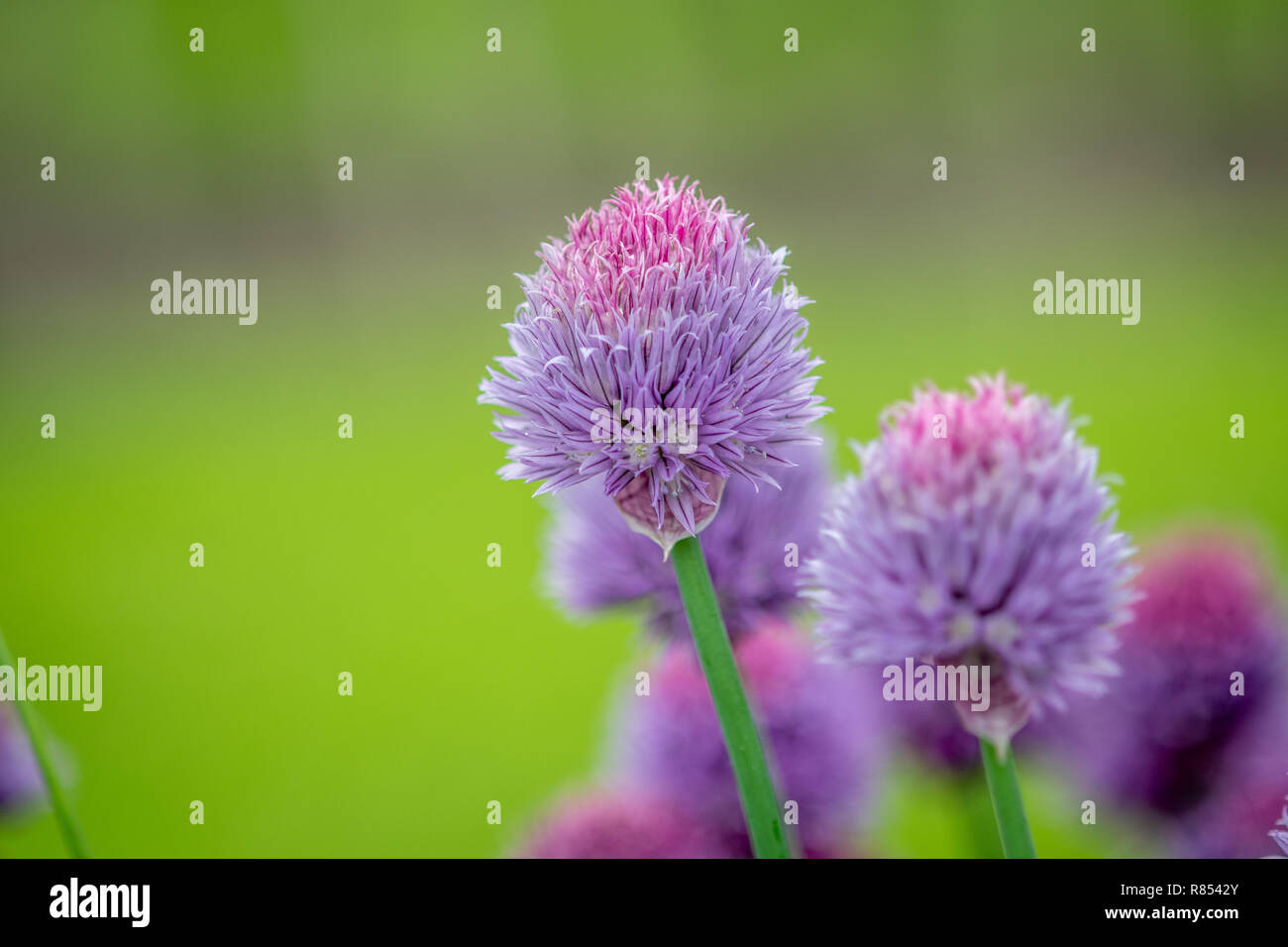 Rangées de fleurs pourpre dirigé couvrir de grandes parties de jardin, Kiplin Hall, Richmond, Yorkshire, UK. Banque D'Images