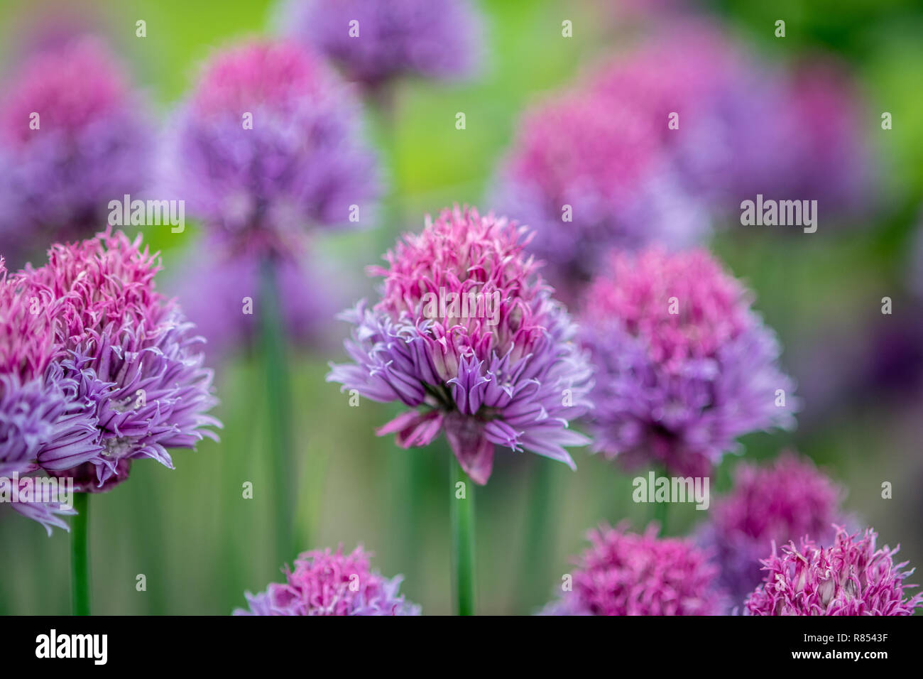 Rangées de fleurs pourpre dirigé couvrir de grandes parties de jardin, Kiplin Hall, Richmond, Yorkshire, UK. Banque D'Images