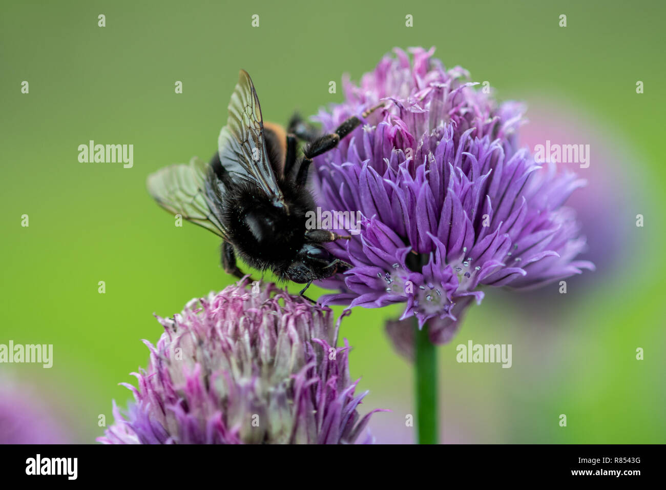 Un bourdon rampe à travers la tête d'une fleur pourpre dans l'espoir de la pollinisation, Kiplin Hall, Richmond, Yorkshire, UK Banque D'Images