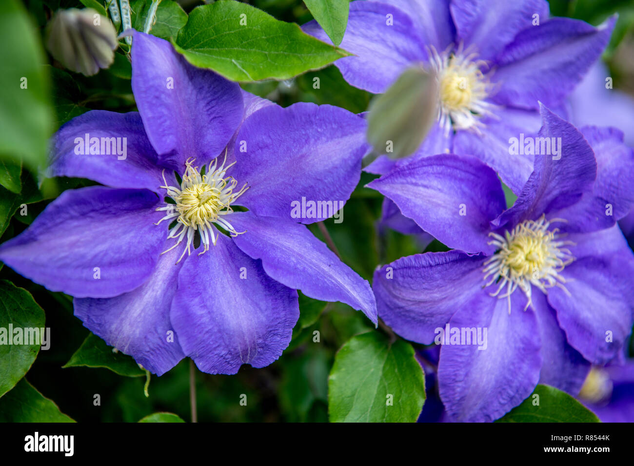 Un détail tiré d'une fleur en cuir, Kiplin Hall, Richmond, Yorkshire, UK Banque D'Images