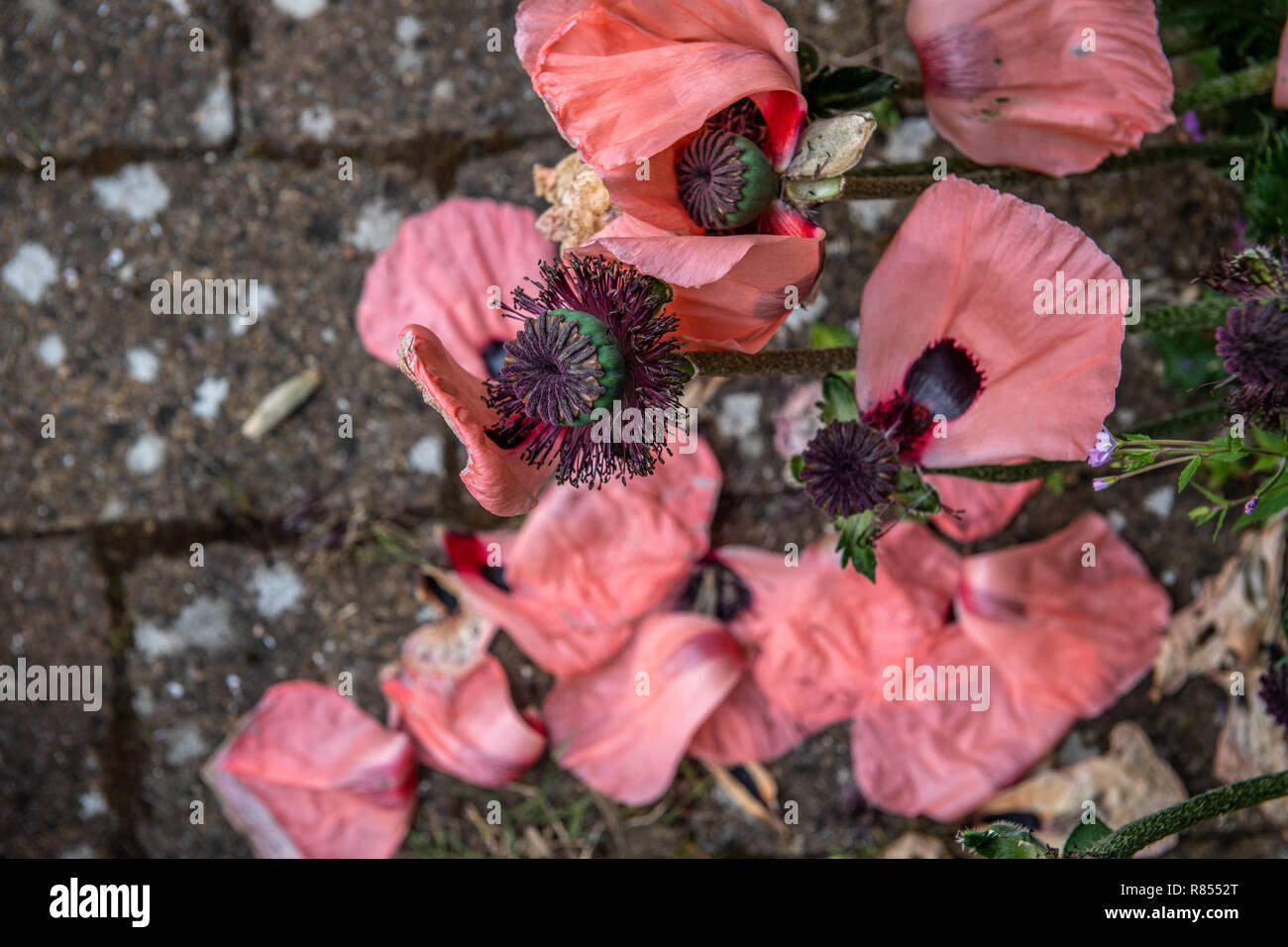 Un gros plan du pavot oriental comme leurs pétales commencent à se dessécher et tomber, Richmond, Yorkshire, UK Banque D'Images