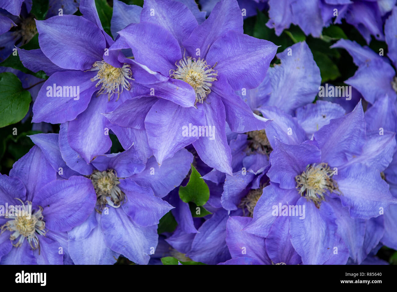 Un détail tiré d'une fleur en cuir, Kiplin Hall, Richmond, Yorkshire, UK Banque D'Images