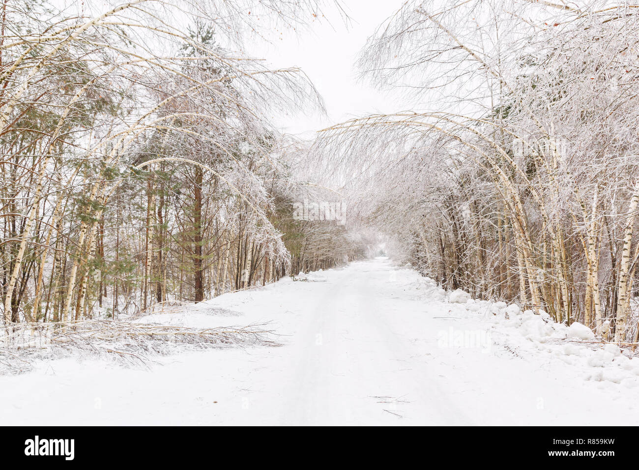 Snowy rural road avec des arbres de la route Banque D'Images