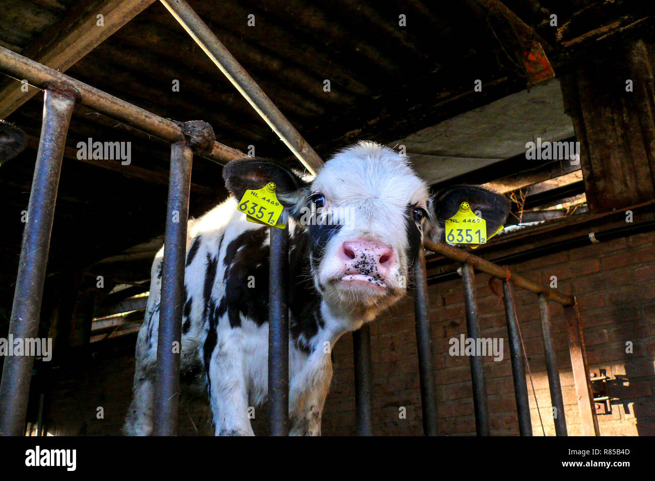 Petit veau laitier dans une étable à la triste petit bébé vache laitière, génisse dans une étable, très mignon avec de grandes marques d'oreille jaune, à la douce adorable. Banque D'Images