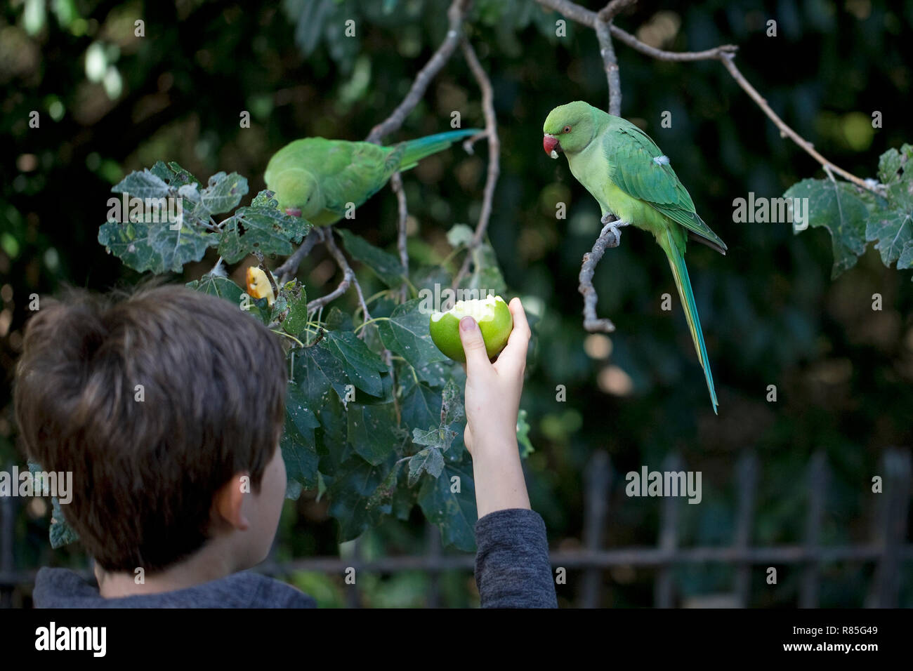 Héron pourpré (Psittacula krameri) Banque D'Images
