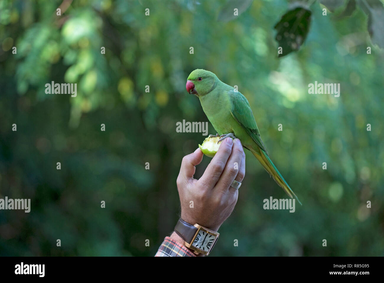 Héron pourpré (Psittacula krameri) Banque D'Images
