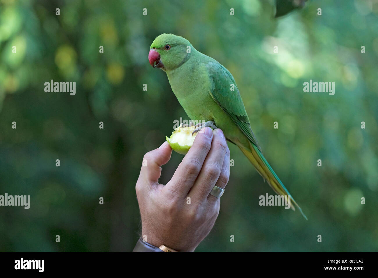 Héron pourpré (Psittacula krameri) Banque D'Images