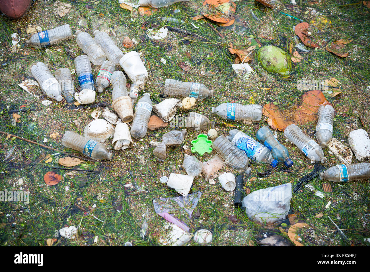 MIAMI - Septembre, 2018 : les bouteilles d'eau en plastique, des tasses, et des morceaux de styromousse flottent dans la baie de Biscayne, où la pollution des océans est un problème chronique. Banque D'Images