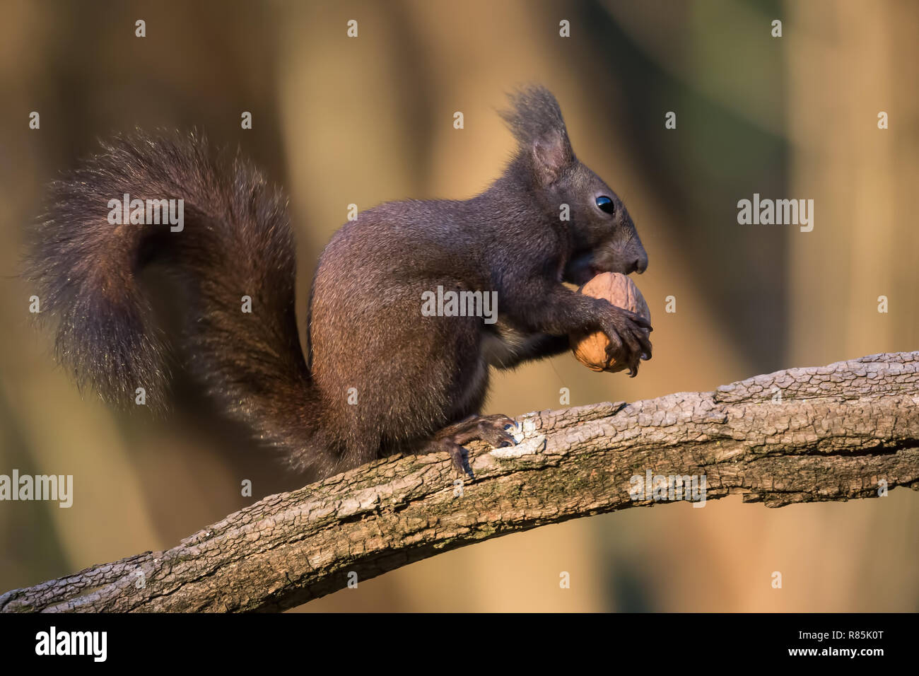 Manger un écureuil roux (Sciurus vulgaris) wot Banque D'Images