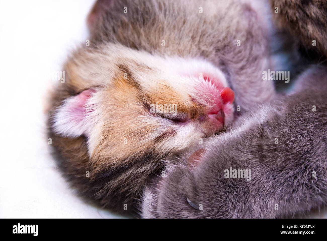 Cat Sleeping With Tongue Out Banque De Photographies Et D Images A Haute Resolution Alamy Cat Sleeping With Tongue Out Banque De Photographies Et D Images A Haute Resolution Alamy