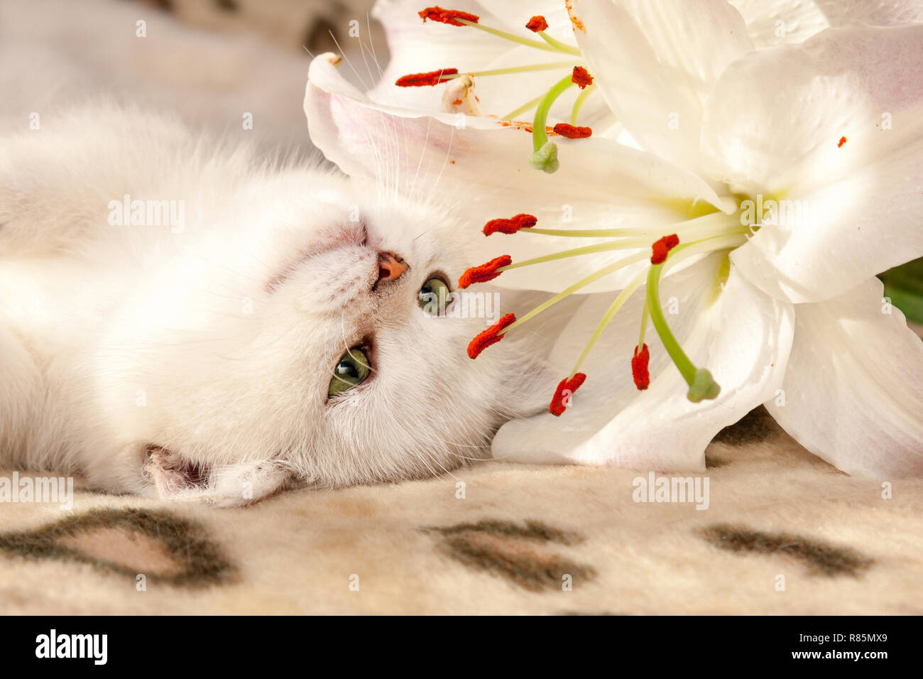 Un Petit Chat Britannique Blanc Aux Yeux Verts Se Trouve A L Envers Sur La Table Et Renifle Une Fleur De Lys Qui Se Trouve A Cote De Sa Bouche Photo Stock