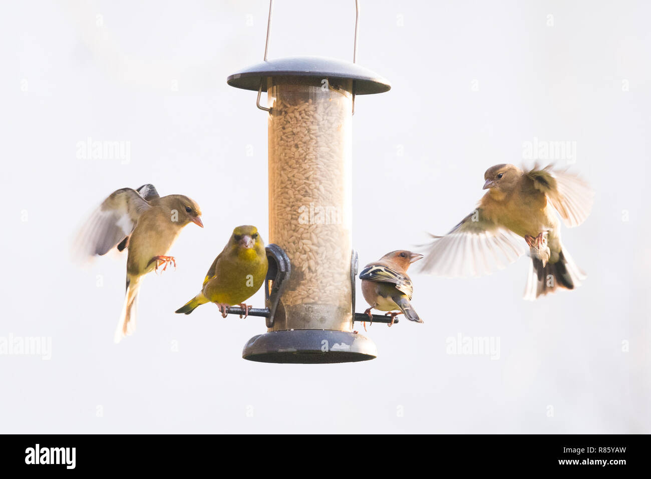 Stirlingshire, Scotland, UK - 13 décembre 2018 : France - Oiseaux de jardin ronde se chamaillant un chargeur de Stirlingshire jardin durant une brève période d'après-midi soleil sur un jour froid et terne autrement Crédit : Kay Roxby/Alamy Live News Banque D'Images