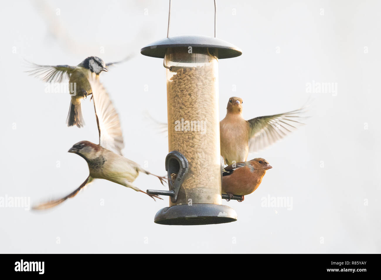 Stirlingshire, Scotland, UK - 13 décembre 2018 : France - Oiseaux de jardin ronde se chamaillant un chargeur de Stirlingshire jardin durant une brève période d'après-midi soleil sur un jour froid et terne autrement Crédit : Kay Roxby/Alamy Live News Banque D'Images