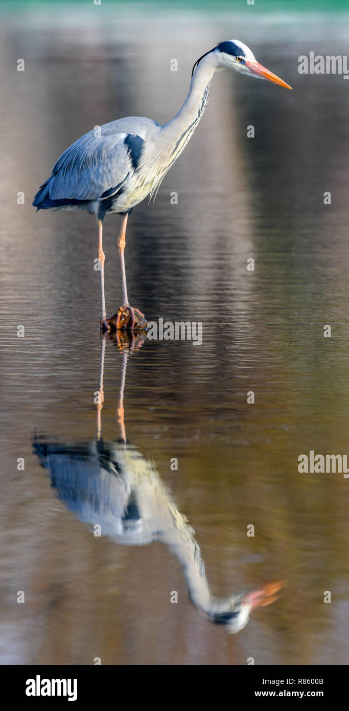Podelzig, Allemagne. Mar 25, 2018. Un héron cendré en attente de proie sur un lac. Crédit : Patrick Pleul/dpa-Zentralbild/dpa | dans le monde d'utilisation/dpa/Alamy Live News Banque D'Images