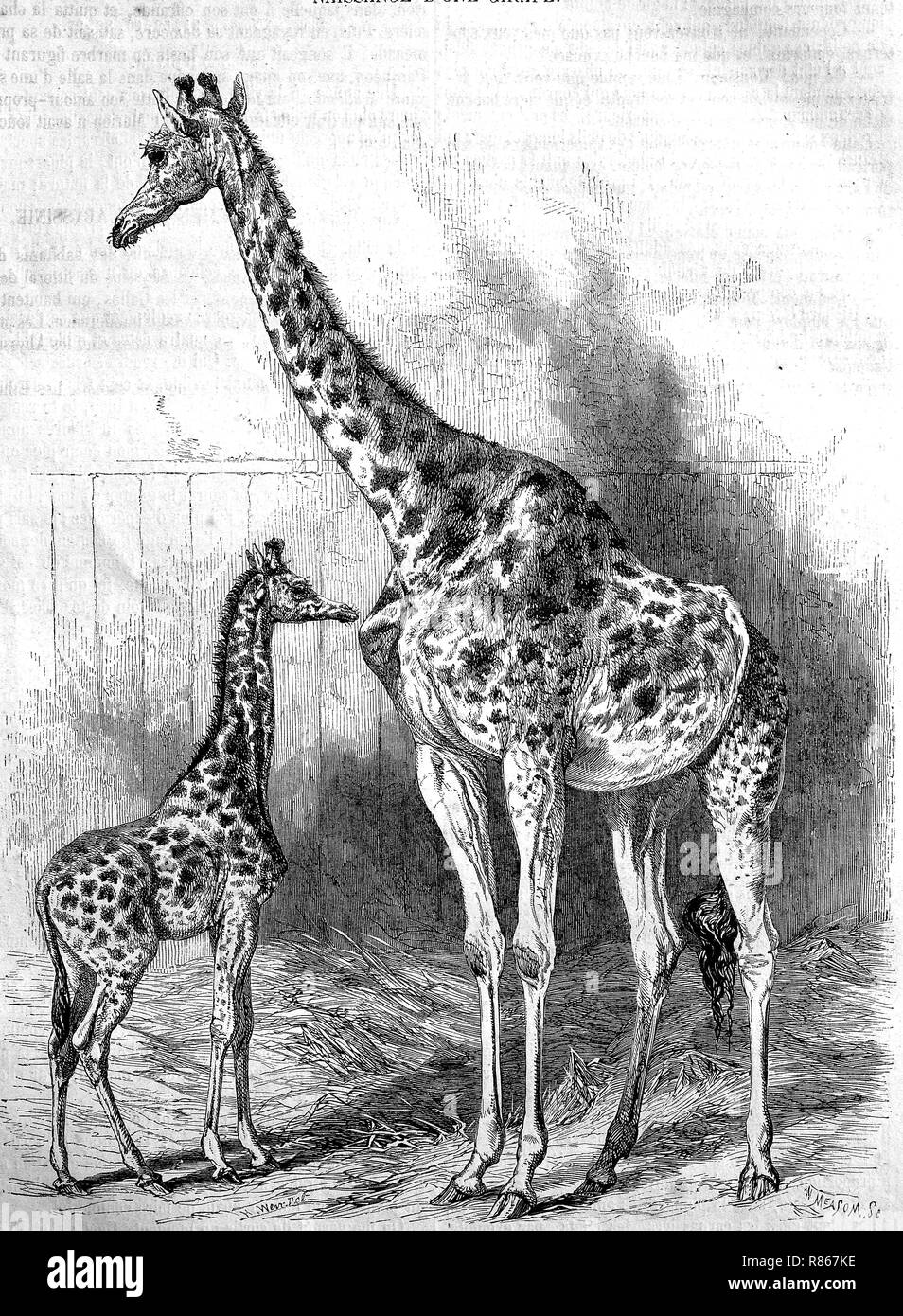 L'amélioration de la reproduction numérique, du Kordofan, Girafe Giraffa camelopardalis antiquorum, à partir d'un tirage original de l'année 1855 Banque D'Images