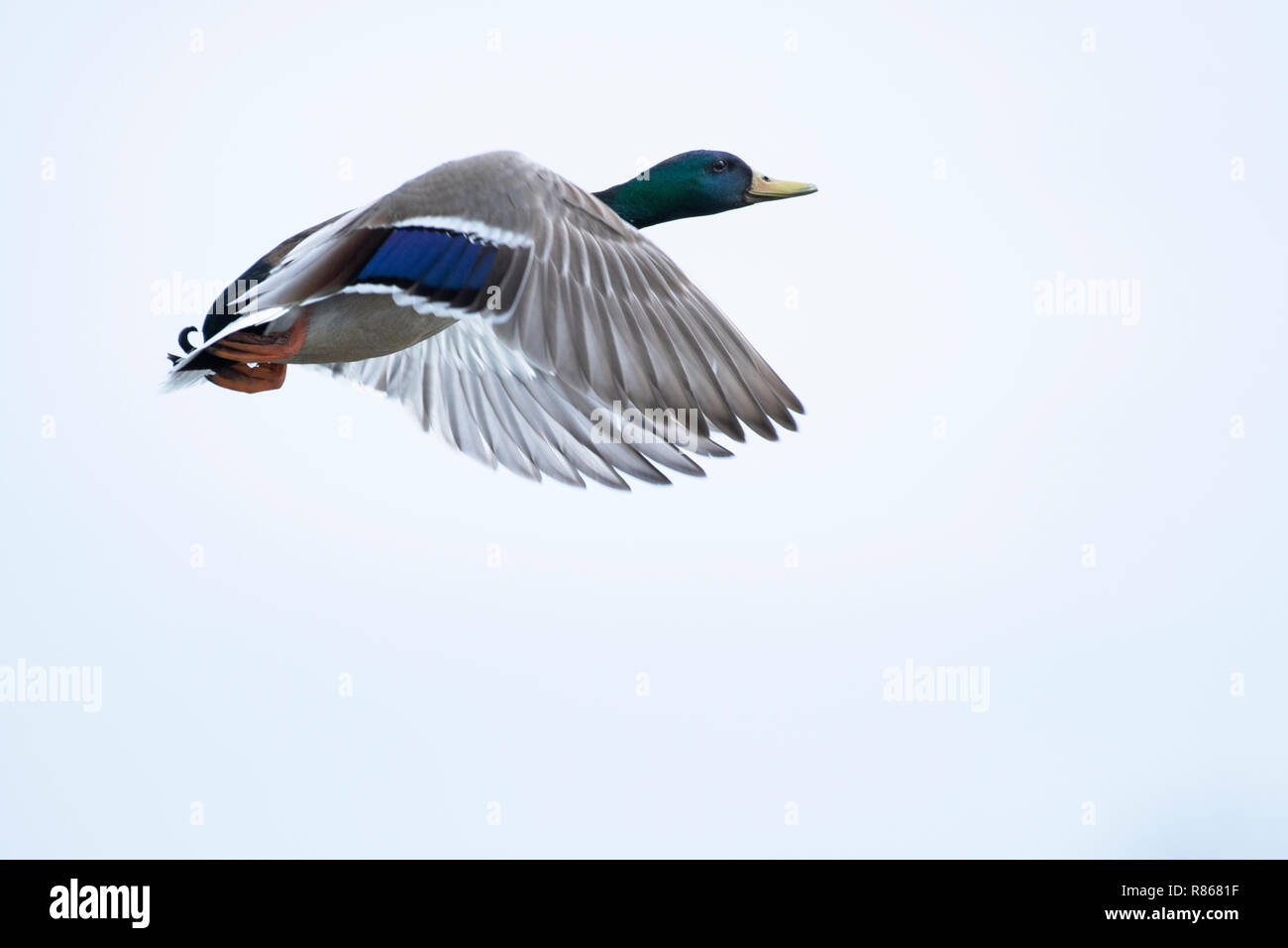 Mallard taking flight d'un marais dans le fleuve Saint-Laurent Banque D'Images