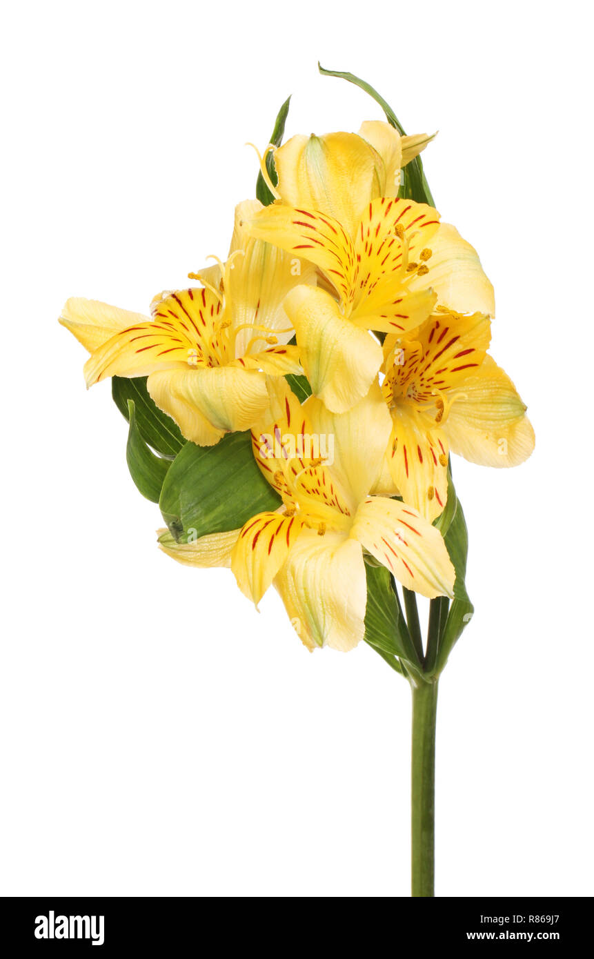 L'alstroemeria jaune fleurs et feuillage isolés contre white Banque D'Images