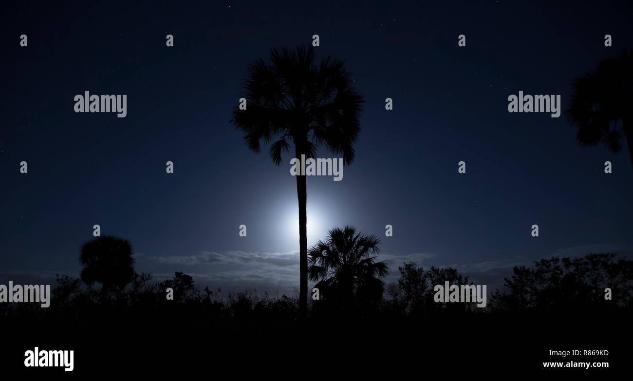Un matin tôt au paysage lunaire Big Cypress National Preserve en Floride du Sud. J'étais en attente de la lune pour définir d'obtenir des images de la Voie lactée. Banque D'Images Un matin tôt au paysage lunaire Big Cypress National Preserve en Floride du Sud. J'étais en attente de la lune pour définir d'obtenir des images de la Voie lactée. Banque D'Images