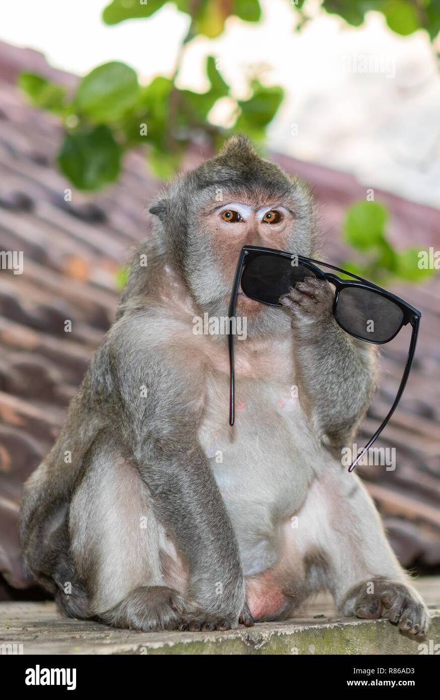 Monkey à essayer de comprendre l'utilisation d'une paire de lunettes à Bali, Indonésie Banque D'Images
