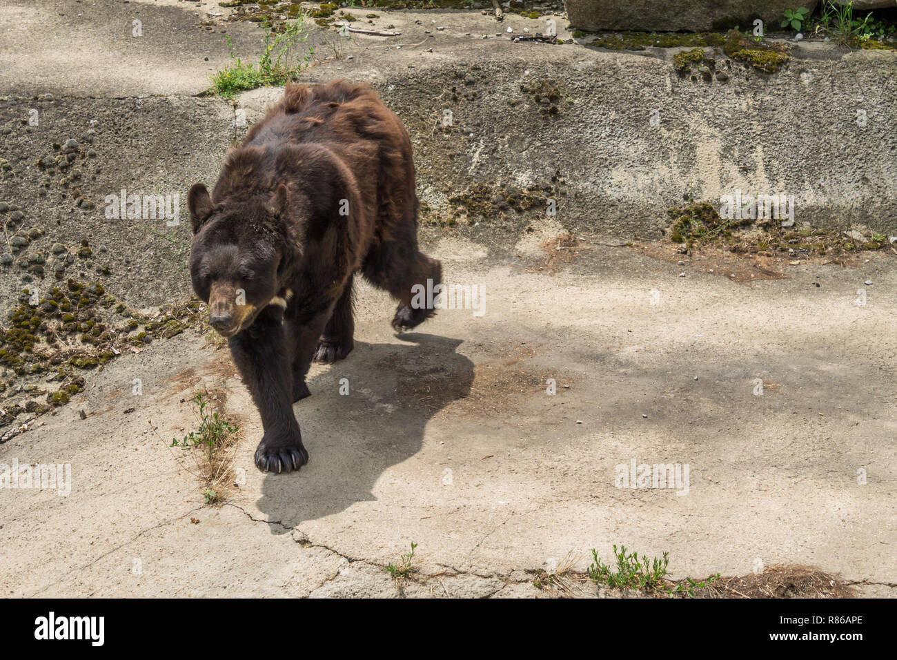 Ours brun Banque D'Images