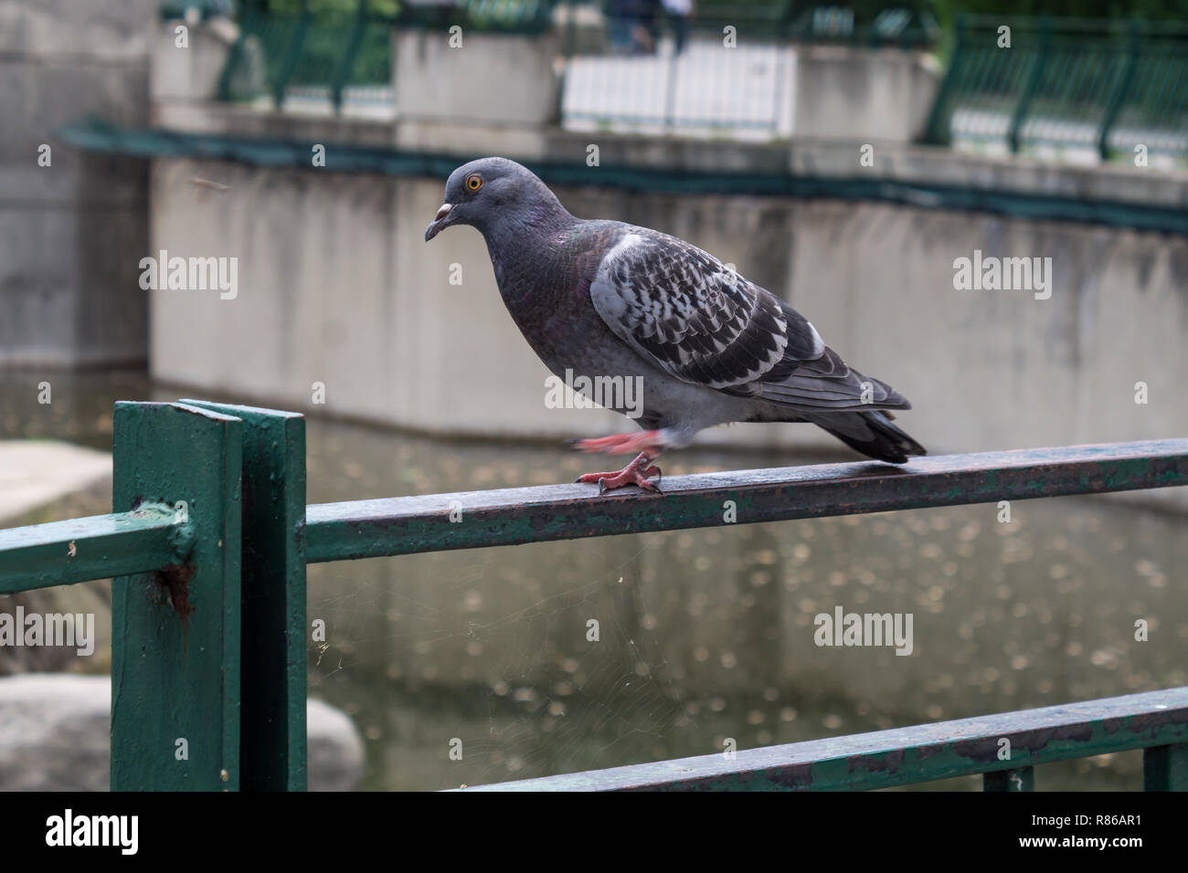 Pigeon Banque D'Images