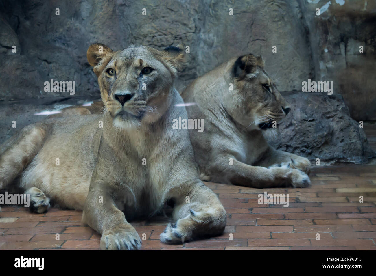 Deux femmes, deux Lions Lionnes Banque D'Images