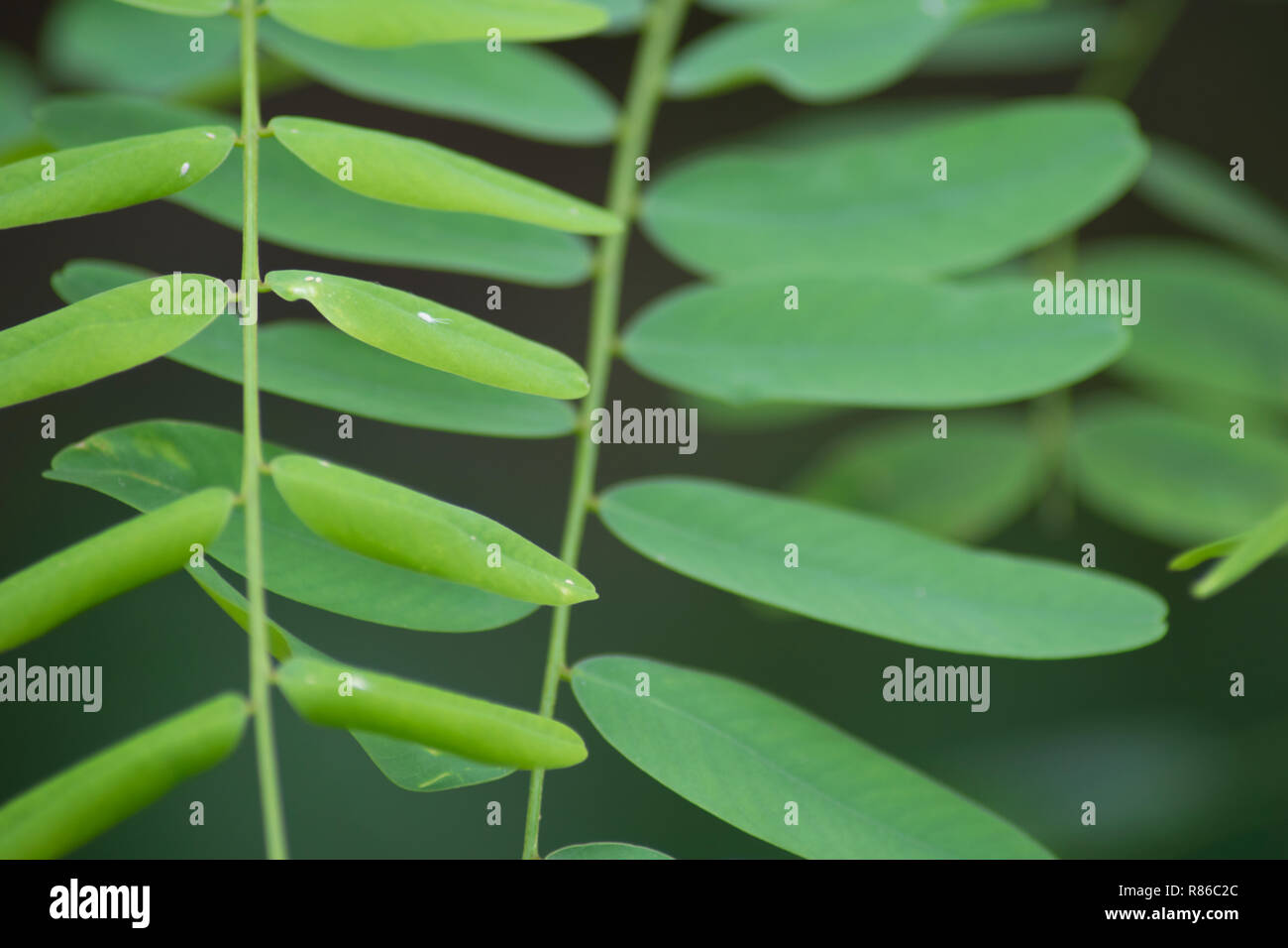 Gros plan des feuilles intéressantes Banque D'Images