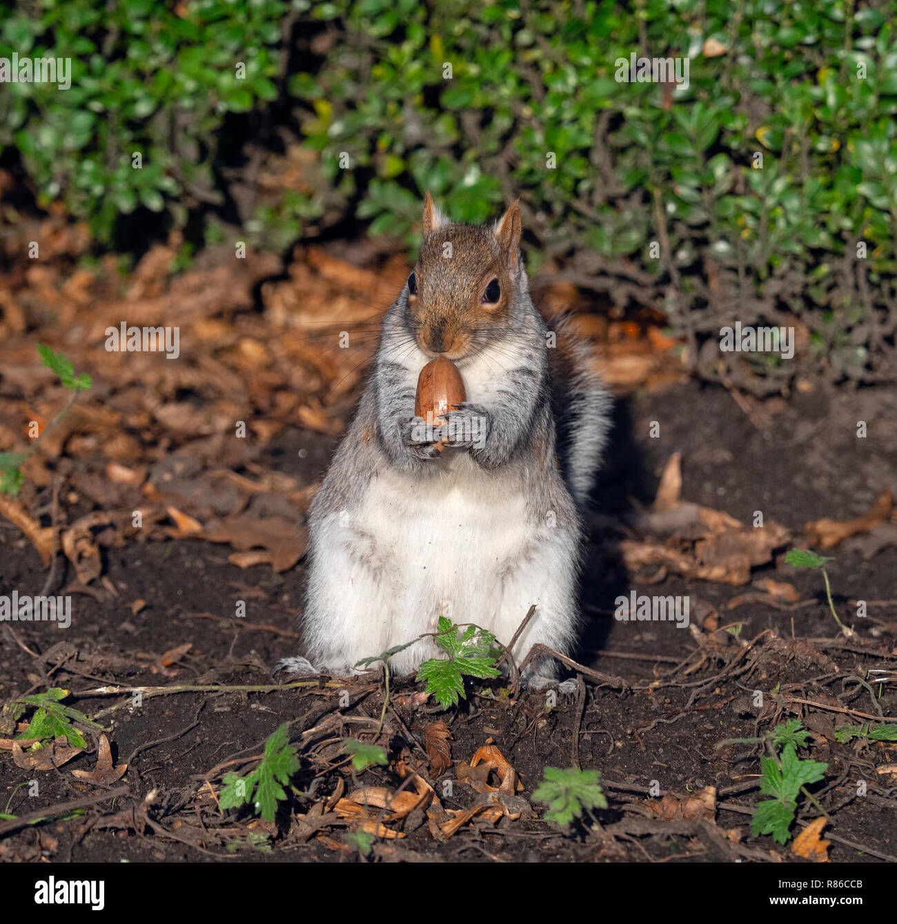 L'écureuil gris Sciurus carolinensis manger des écrous dans city park Banque D'Images