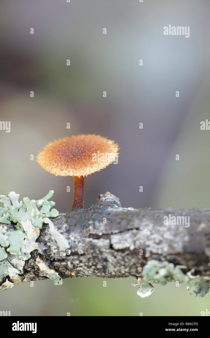 Scalycap Phaeomarasmius, hérisson erinaceus Banque D'Images