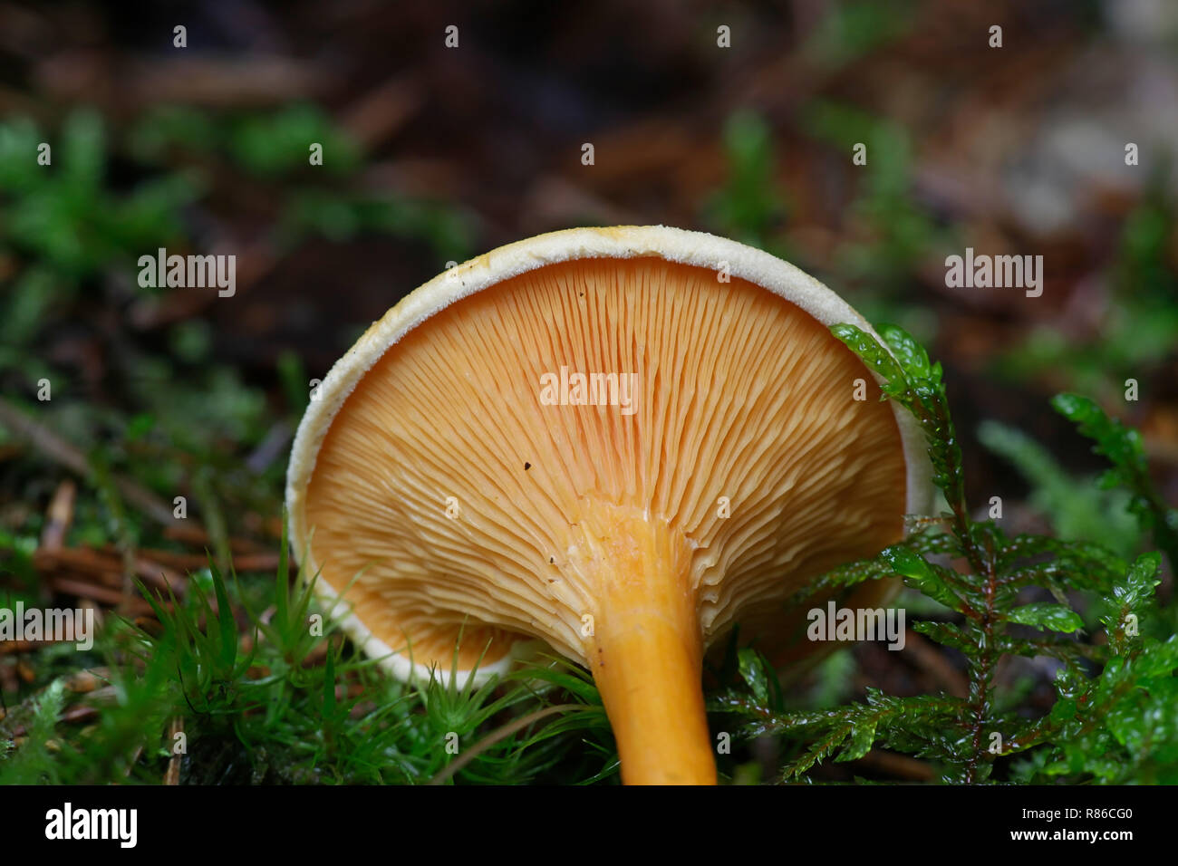 Fausse girolle, Hygrophoropsis aurantiaca Banque D'Images