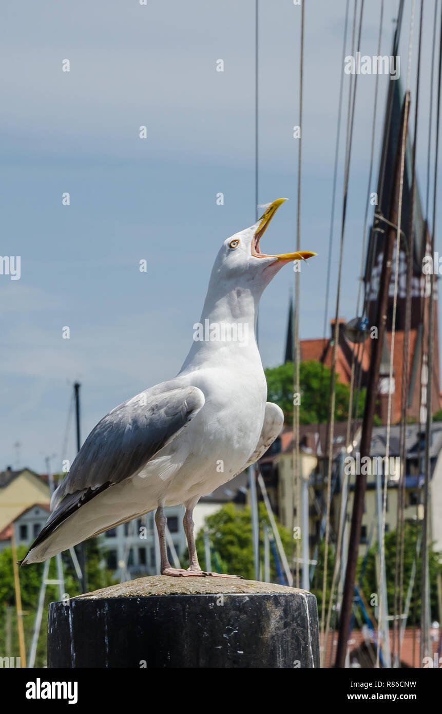 De nombreux sites dignes d'une destination touristique populaire de Flensburg. Flensburg est le commercial, culturel et touristique de la région. Banque D'Images