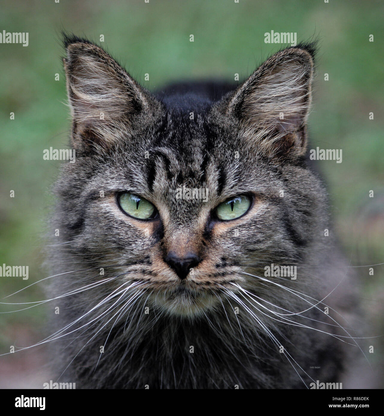 Feral cat avec un regard dans ses yeux Banque D'Images