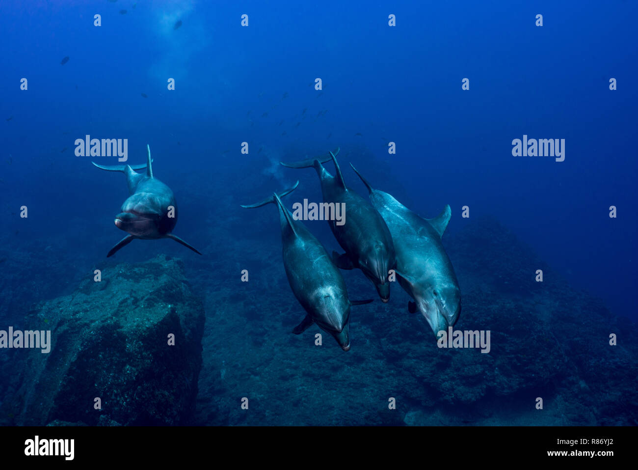Un groupe de dauphins se faufiler dans de Isla San Benedicto, archipel Revillagigedo, au Mexique. Les dauphins dans leur habitat naturel. Banque D'Images