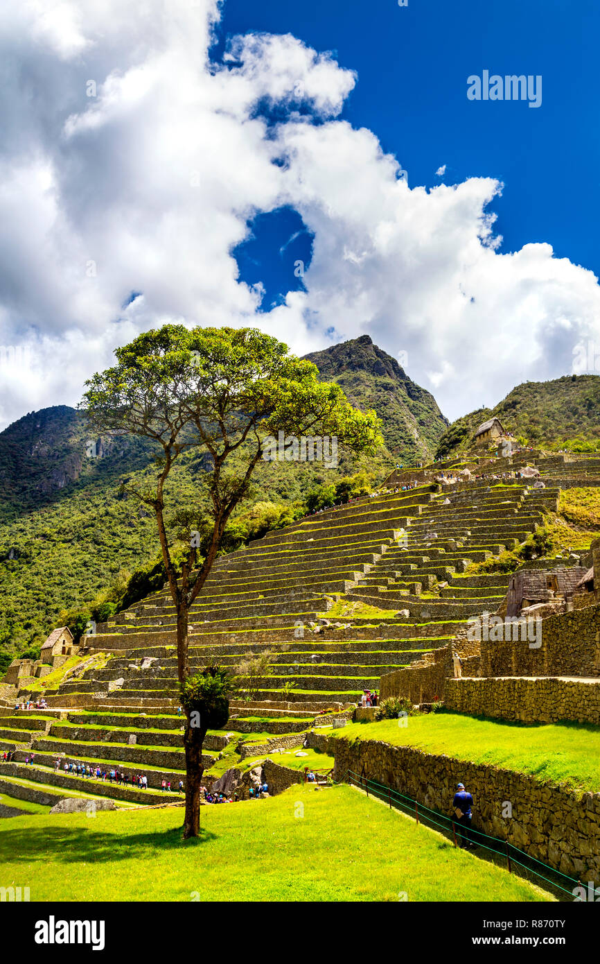Terrasses à Machu Picchu, Vallée Sacrée, Pérou Banque D'Images