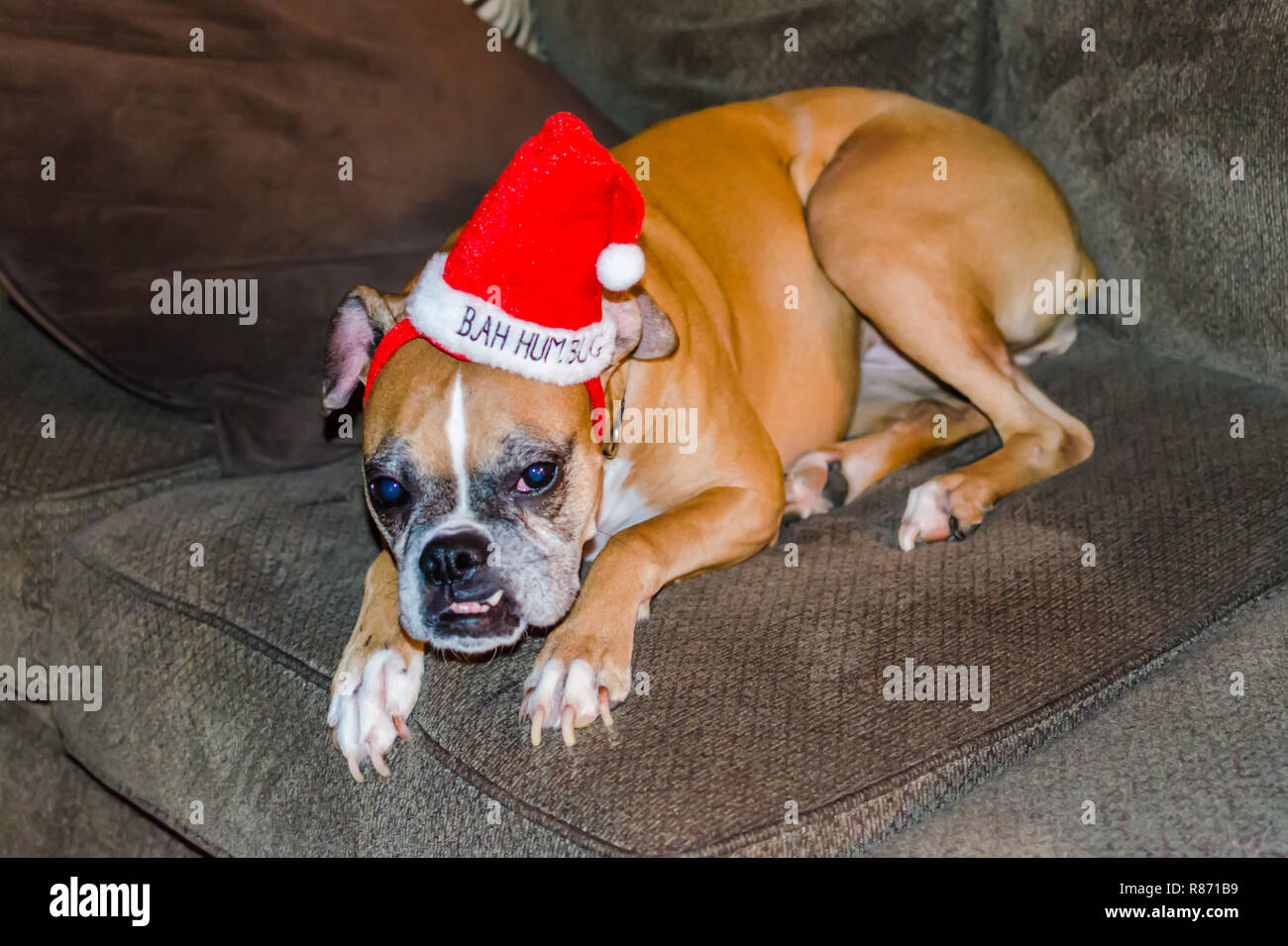 Noël drôle Dog wearing red Bah blague hat. Cute animal fête humour image pour célébrer la saison de vacances de Noël. Banque D'Images
