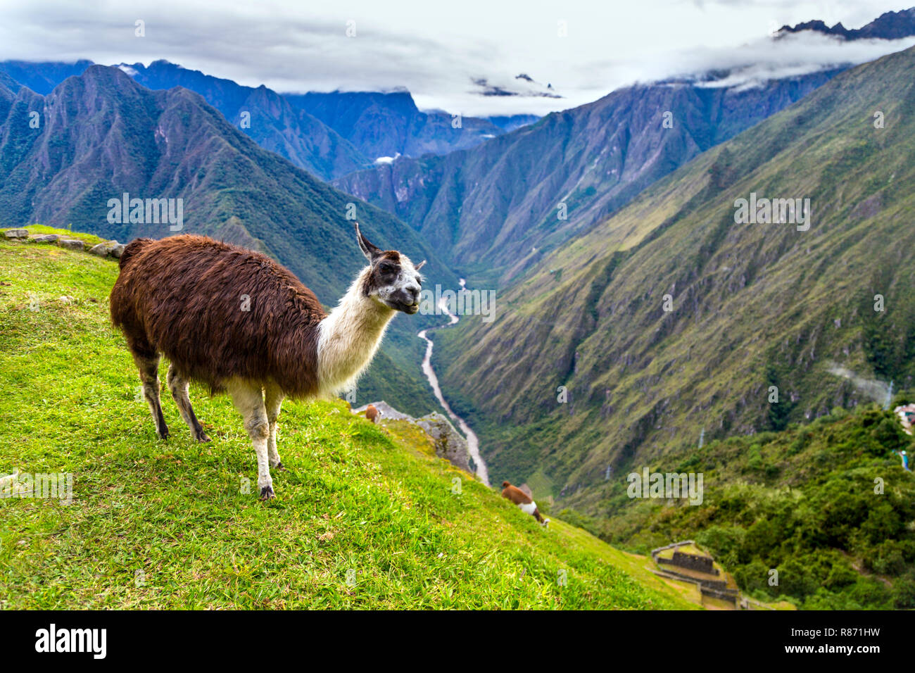 Llama debout dans les terrasses de l'ancien site Inca de Wiñay Wayna le long du chemin de l'Inca, la Vallée Sacrée, Pérou Banque D'Images